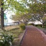 八重桜の花びらが散り遊歩道が桜花びらロードに♪